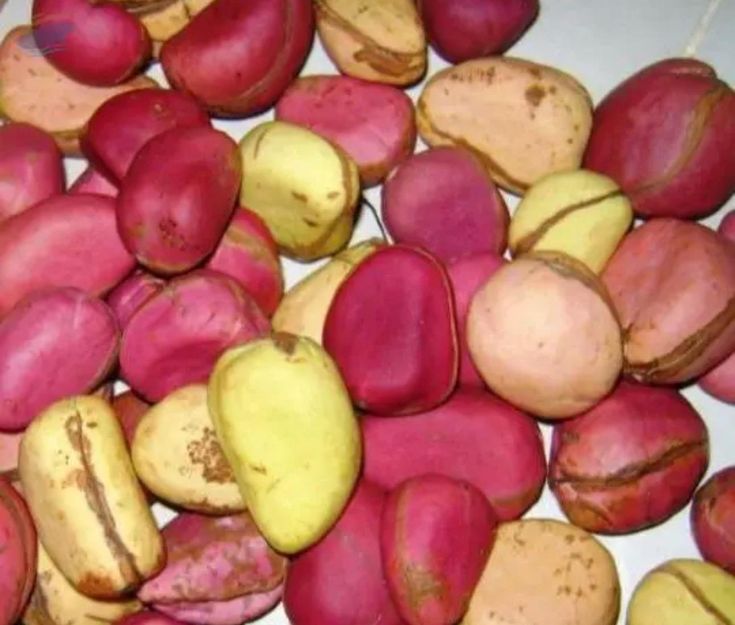 Kola Nut Export